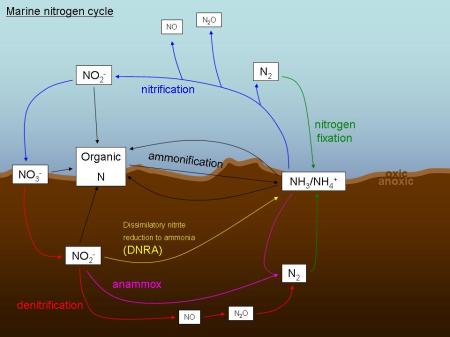 sediment nutrient cycling