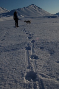 following the reindeer tracks